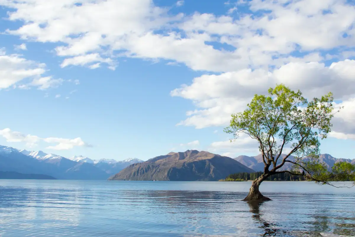 Volunteering in New Zealand: A Journey of Giving Back and Exploring the Unique Kiwi Spirit Image1