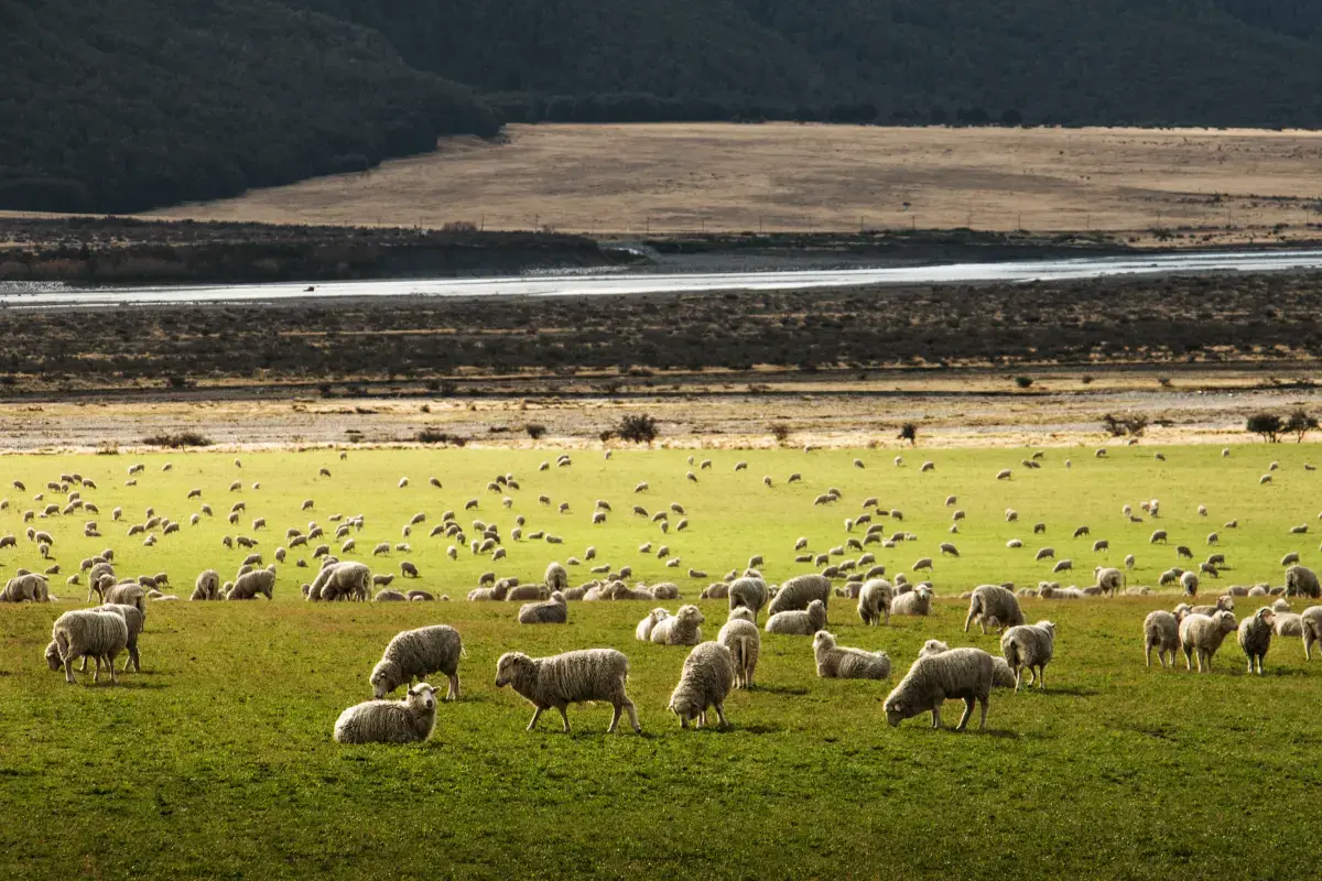 Volunteering in New Zealand: A Journey of Giving Back and Exploring the Unique Kiwi Spirit Image5