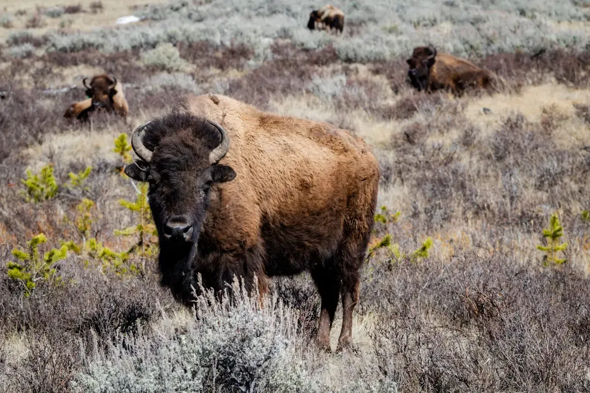 Wyoming Services